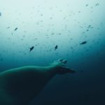 Pas de trêve pour le MANTA Project de The Sea Cleaners